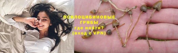 стаф Корсаков
