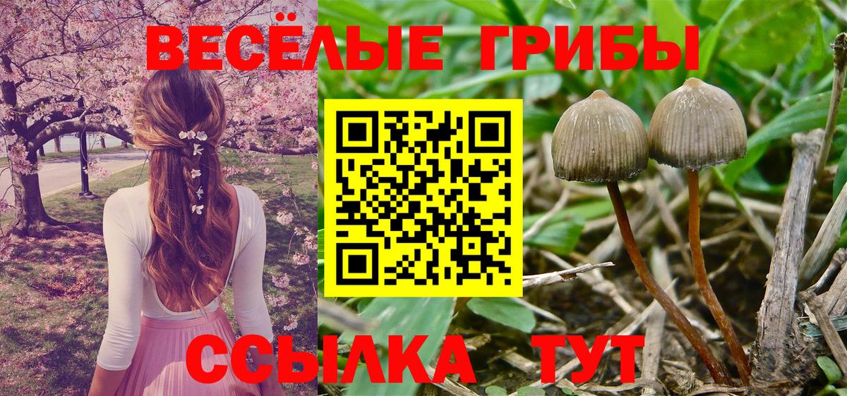 Галлюциногенные грибы Psilocybe Мелеуз